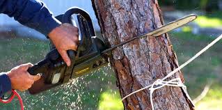 Professional Tree Services in Pleasant View, UT